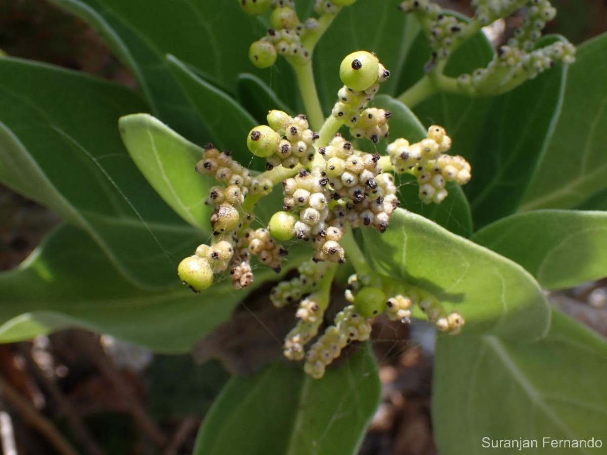 Heliotropium arboreum (Blanco) Mabb.